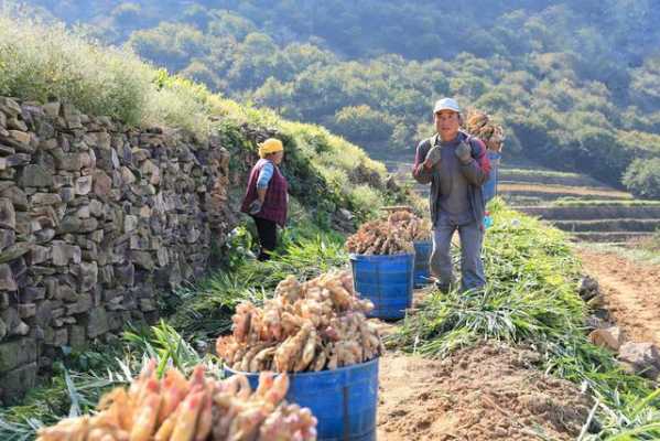 沂水院東頭生姜豐收助農