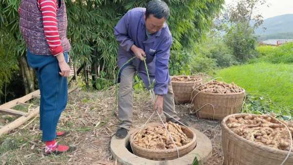 中國人生姜怎么儲存的