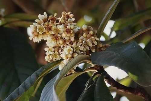 枇杷花和生姜的營養(yǎng)價值