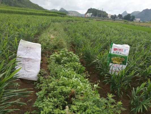 生姜種植肥料過多-圖2