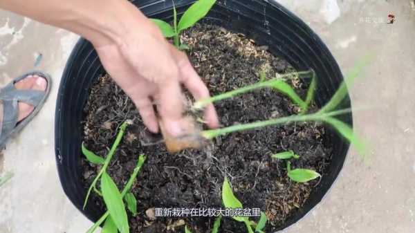 生姜種花怎么種植