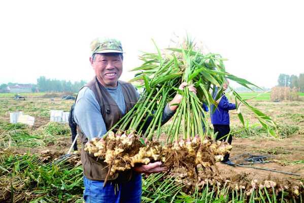 生姜最遲收割時間