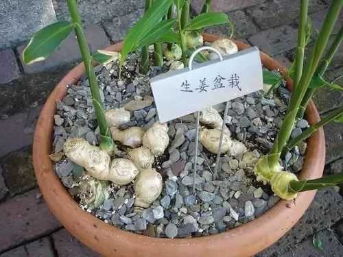 生姜種植不發(fā)芽怎么辦視頻