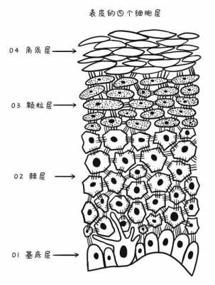 生姜表皮細胞