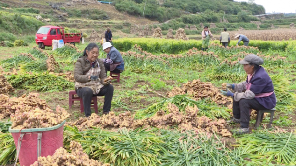 出門撿到生姜什么寓意啊-圖1