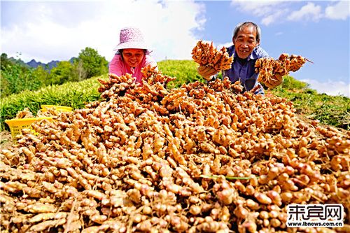 達州生姜產業(yè)