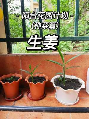 冬天陽臺生姜種植方法視頻-圖1