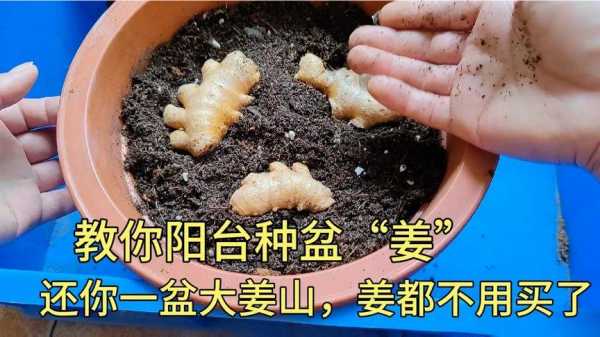 在家里能種植生姜嗎視頻-圖3