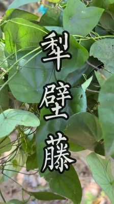 犁壁藤能與生姜一起吃嗎-圖1