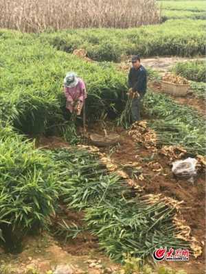 蒙山生姜種植視頻