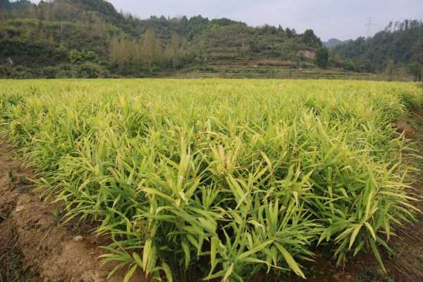 山頭種植生姜