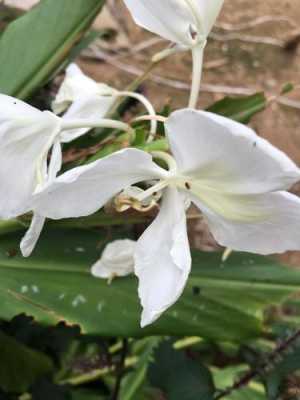 生姜養(yǎng)蘭花