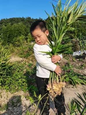 在南方秋天怎么種植生姜-圖2