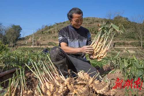 湖南湘西生姜種植-圖3