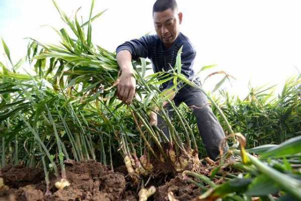 生姜種植前姜種怎么消毒-圖3