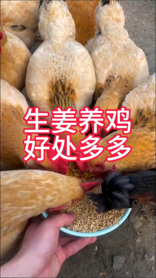 生姜養(yǎng)雞好嗎