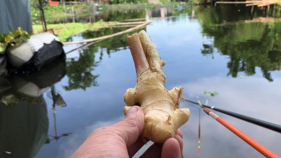 生姜釣魚(yú)好