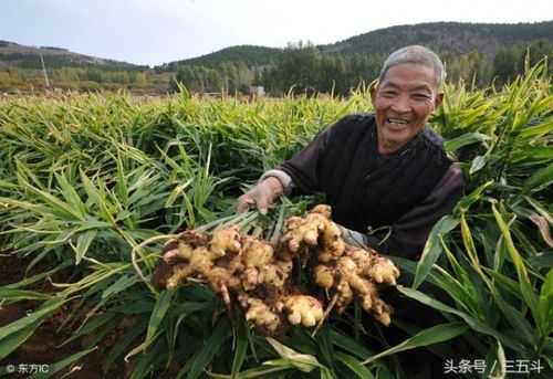 生姜哪里最多