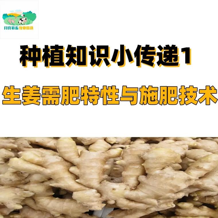 種植生姜苗用什么肥料-圖3