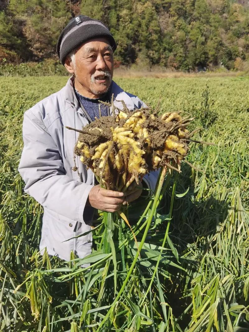 種生姜下載-圖1