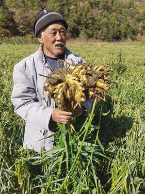 生姜種植最佳溫度