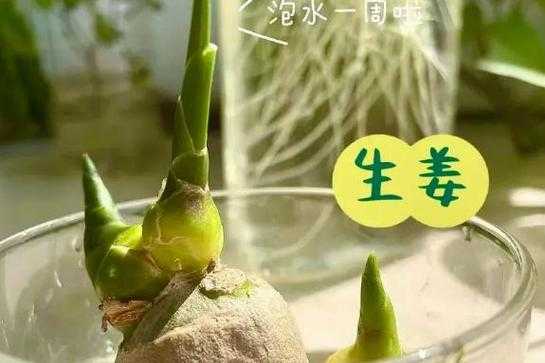 生姜怎么養(yǎng)保護(hù)才好-圖3