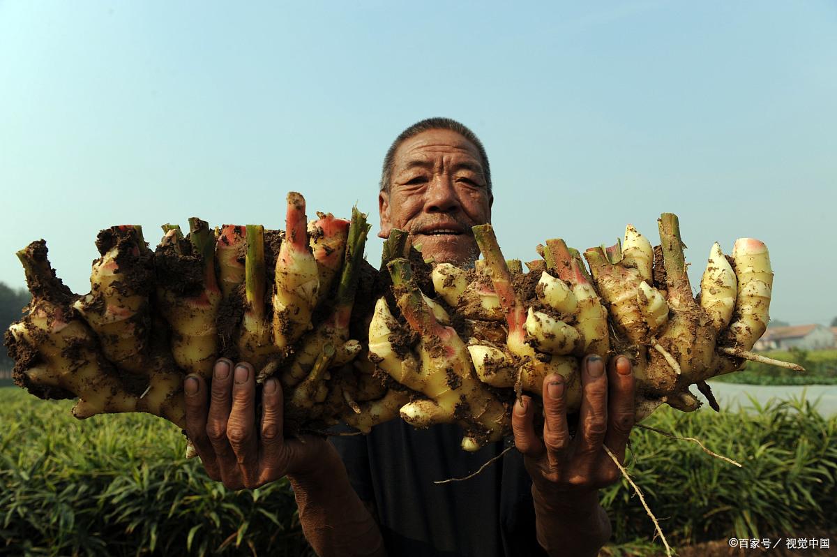 生姜多遠(yuǎn)一棵