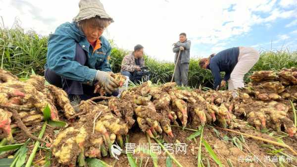 生姜喜豐收新聞