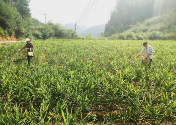 開(kāi)陽(yáng)縣能種生姜嗎嗎