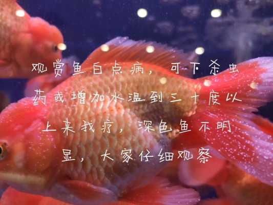 辣椒煮生姜治療金魚(yú)白點(diǎn)病-圖3