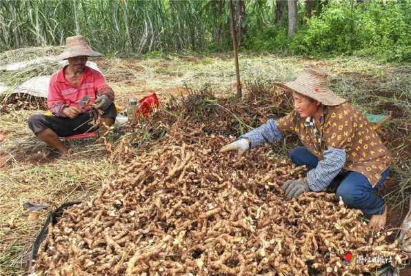 河南回收生姜的地方