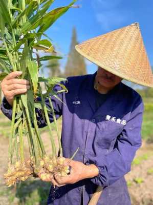 女人夢見地里挖出生姜