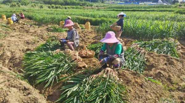 種植生姜下那個(gè)底肥-圖3