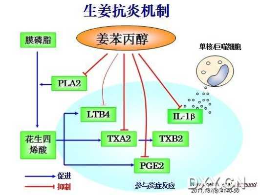 生姜抗菌的機(jī)理是