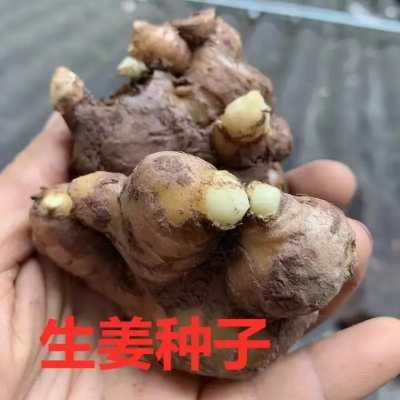 種植生姜放底肥視頻下載-圖3