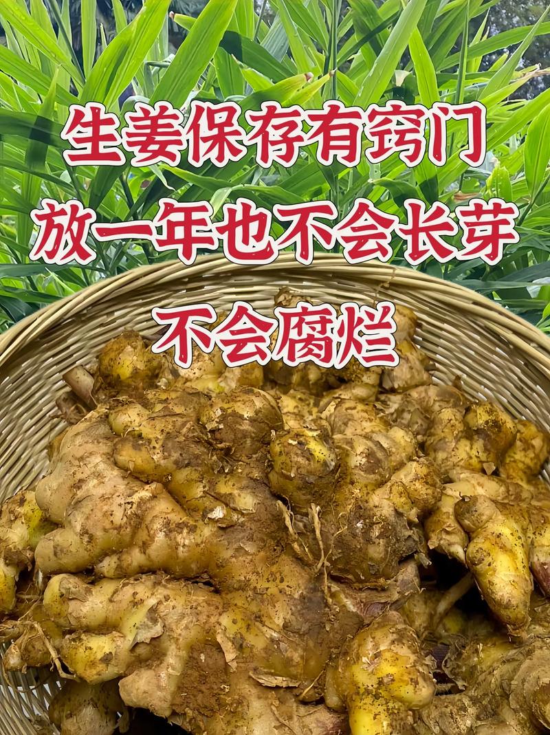 如何讓生姜長(zhǎng)的快些