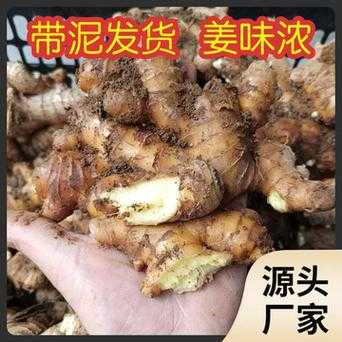 哺乳期可以炒菜放生姜嗎-圖1