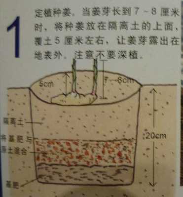 生姜種植方法跟時(shí)間表-圖3