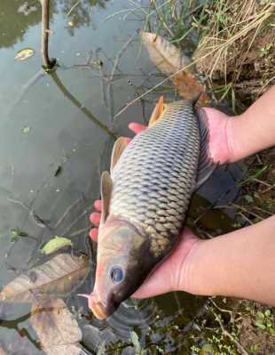 生姜汁釣魚