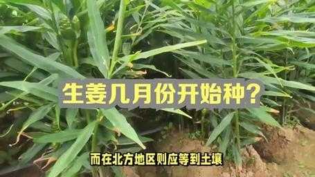 10斤生姜種植方法與時間-圖3