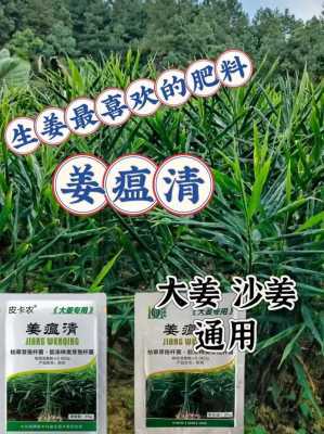 生姜的肥料-圖1